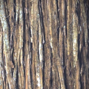 Cedar Pattern (Coming Soon)