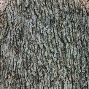 Maple & Hophornbeam Pattern (Coming Soon)